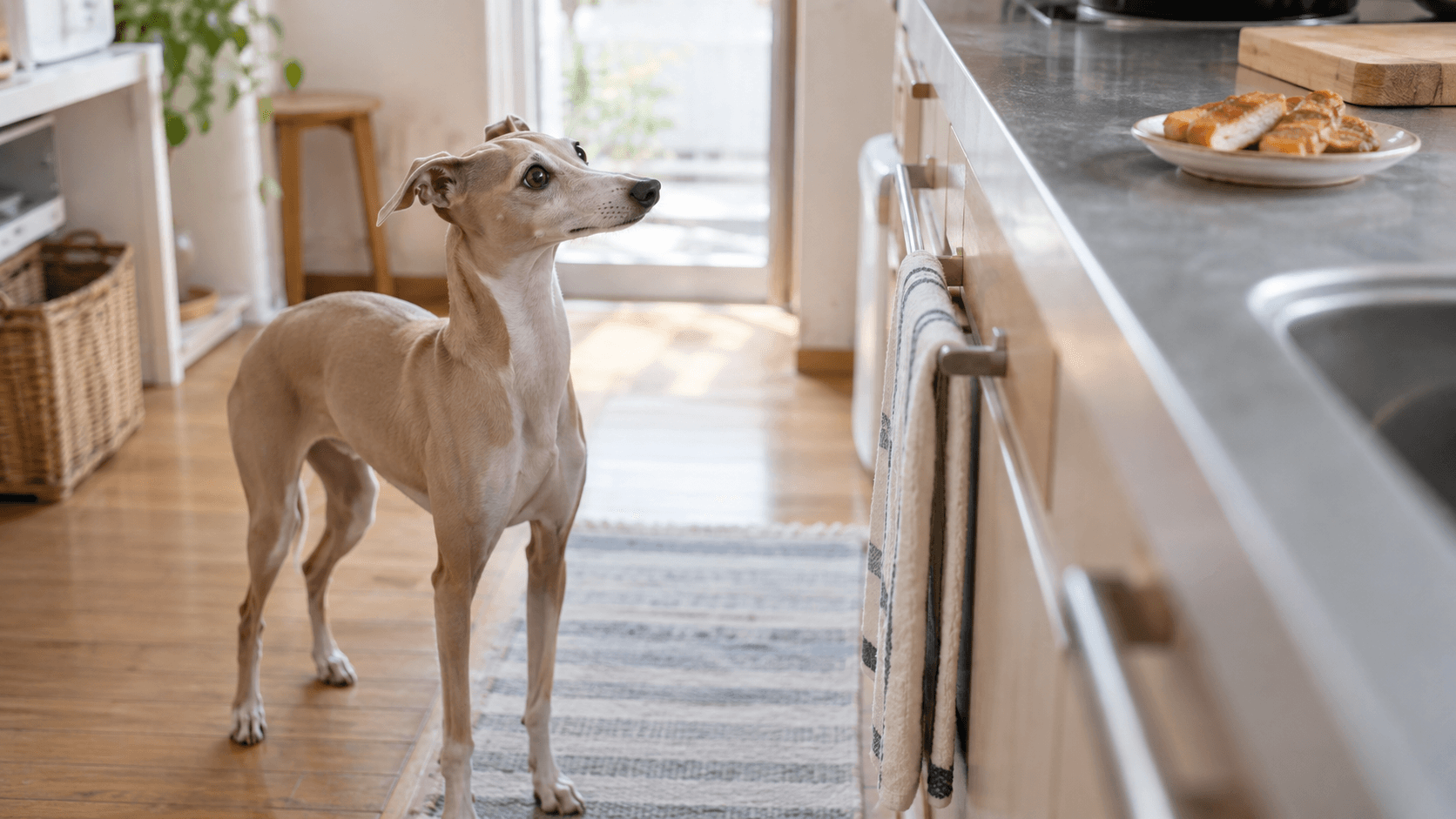 犬にさつま揚げを食べさせても大丈夫？塩分・材料と誤食後の対応
