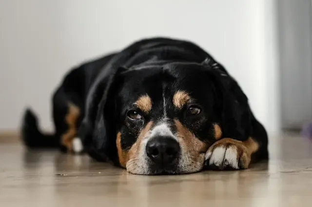 犬の顔がむくんでいると感じたらすぐ確認すべきこと