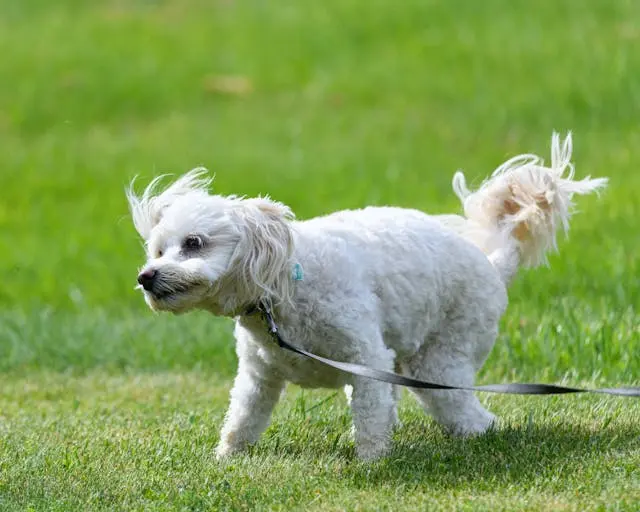 犬が冷蔵庫の音でパニックになるようになったときの対処法