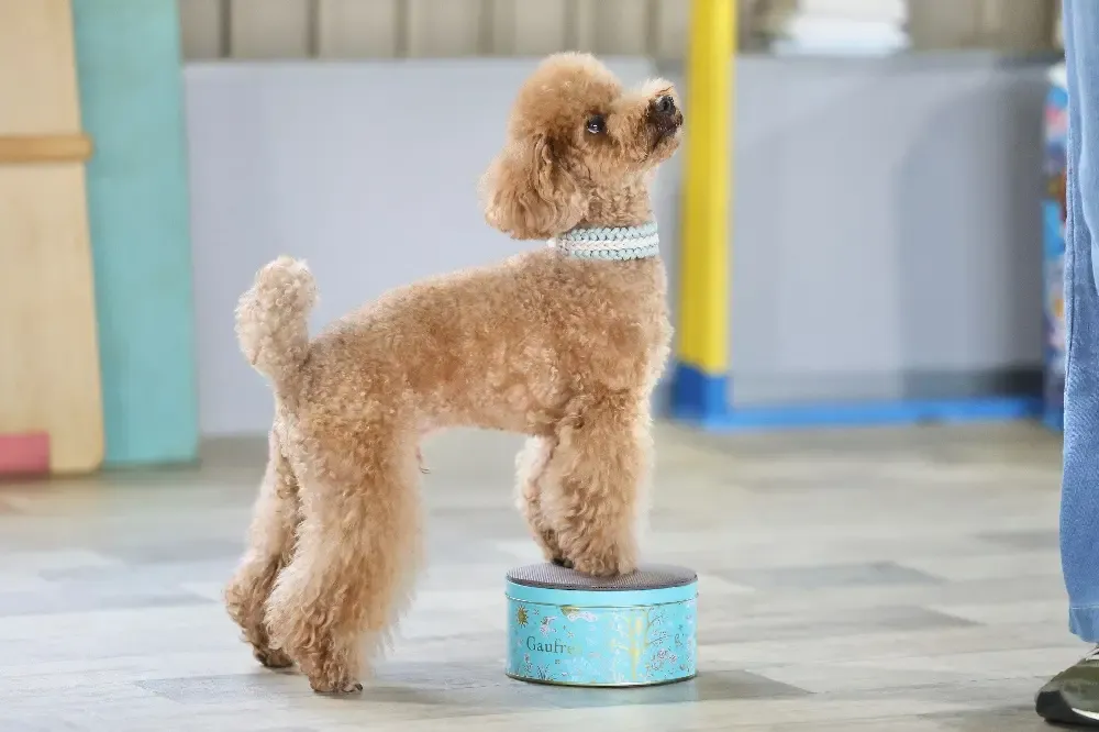 犬のワクチンと予防対策:愛犬を病気から守るための完全ガイド