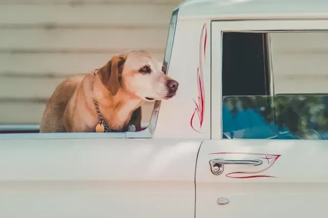 愛犬が耳を後ろに倒したまま固まる行動の背景にあるもの