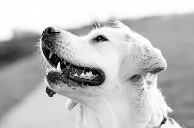 愛犬が寝ている間にピクピク動く頻度が高すぎる時