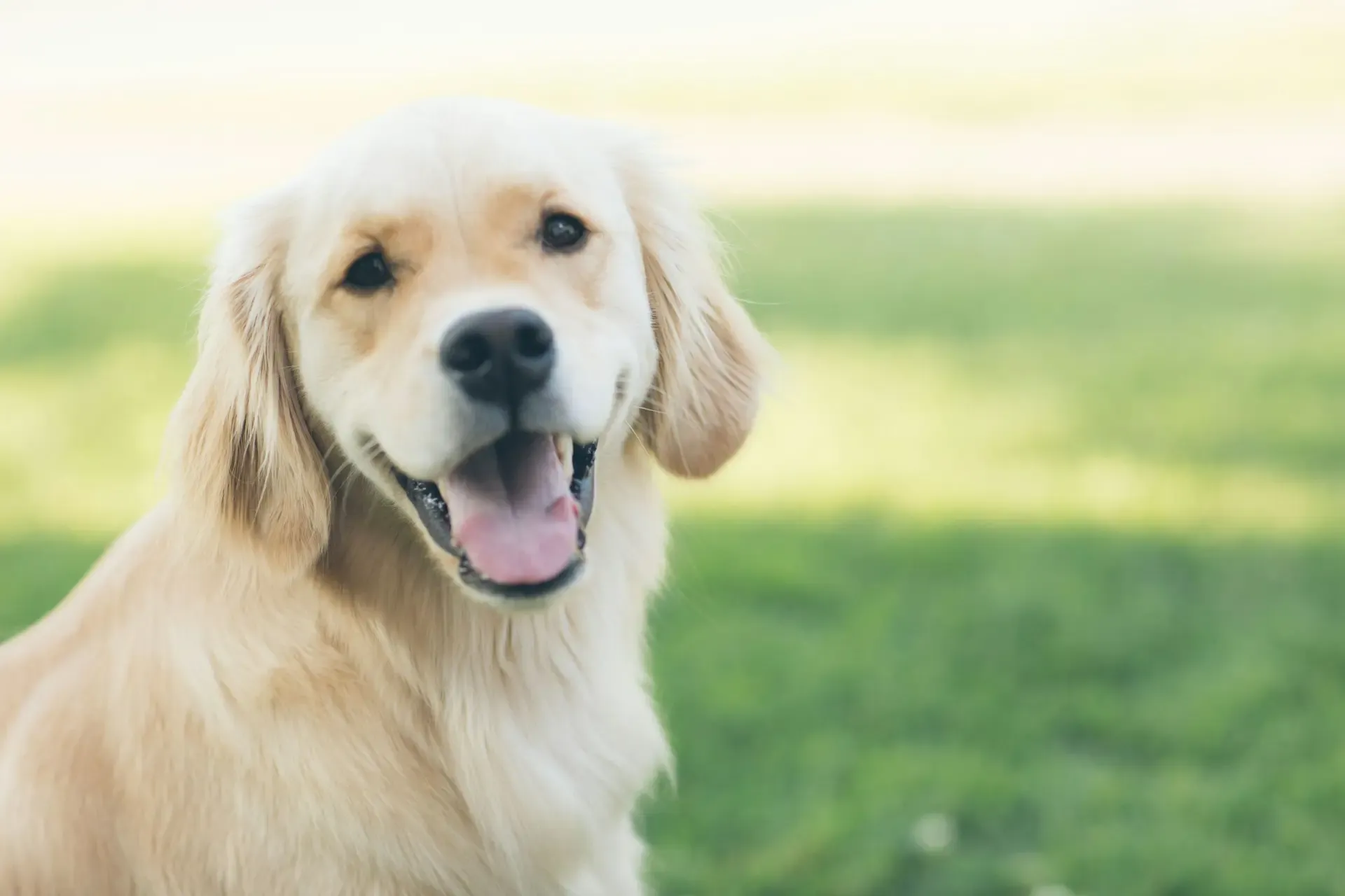 犬が目をこすりつける:かゆみ・異物・感染の見分け方