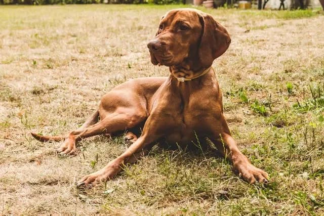 愛犬が排便時に小刻みに震えるようになったら注意すべきこと