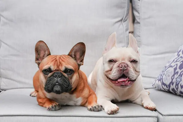 犬が鼻をしきりに空中で動かす仕草を繰り返すようになったら