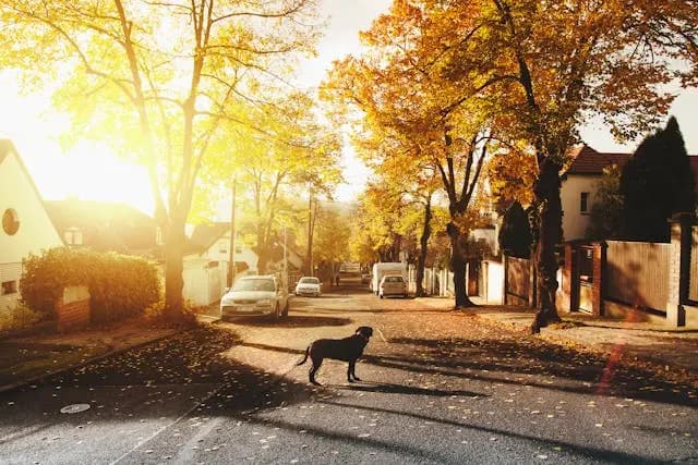 犬が耳を触った瞬間に咳をするようになったら?
