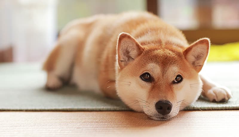 犬の下痢が数日ごとに繰り返されるときの慢性消化器症状の見極め方