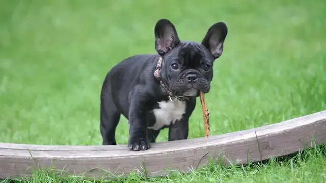 犬がしっぽを上げたまま動かなくなった時の緊急性評価