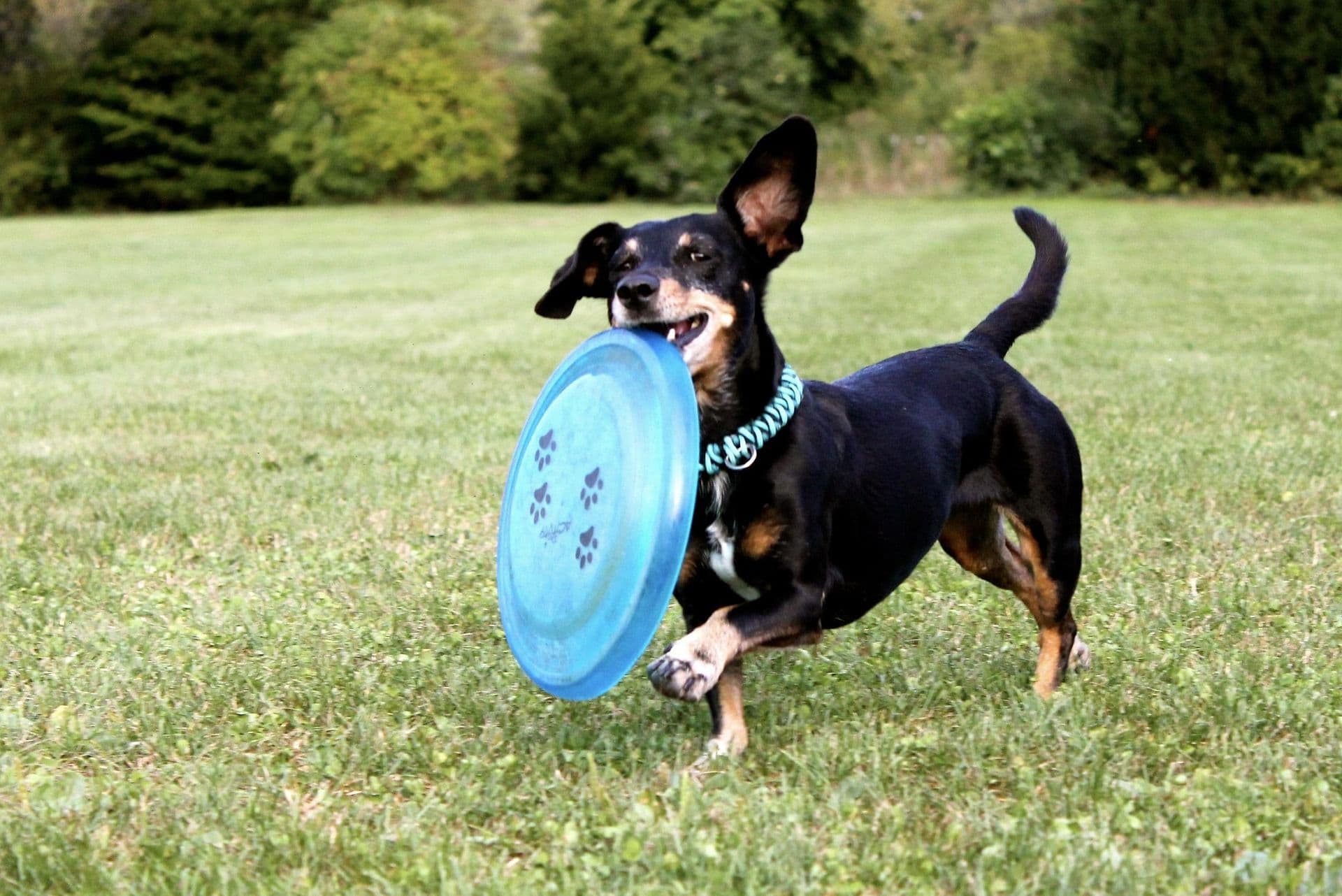 愛犬の認知症予防のおすすめ脳トレ