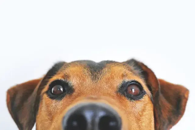 愛犬が玄関前に張り付くようになった理由