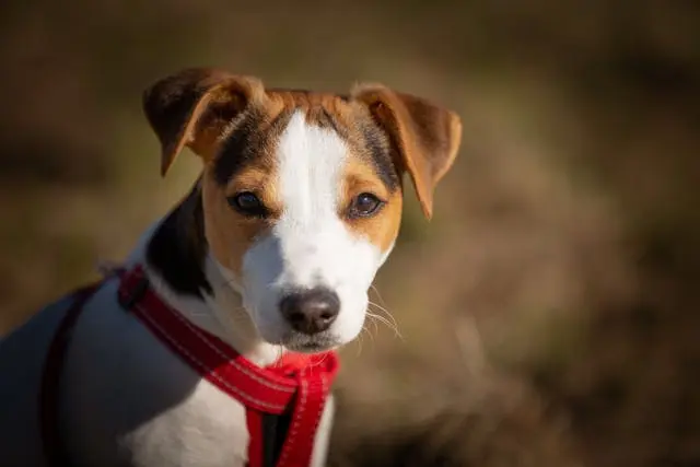 愛犬が散歩中に電柱ごとに停止する癖を修正する練習法
