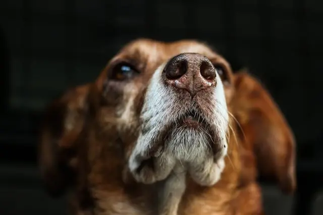 犬が照明がついた瞬間に目を細めて動かなくなったら