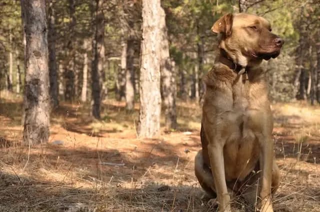 犬が突然背中をびくっとさせるのはどんなとき?