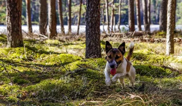 犬がしつけの言葉に反応しなくなったときの信号と立て直し方
