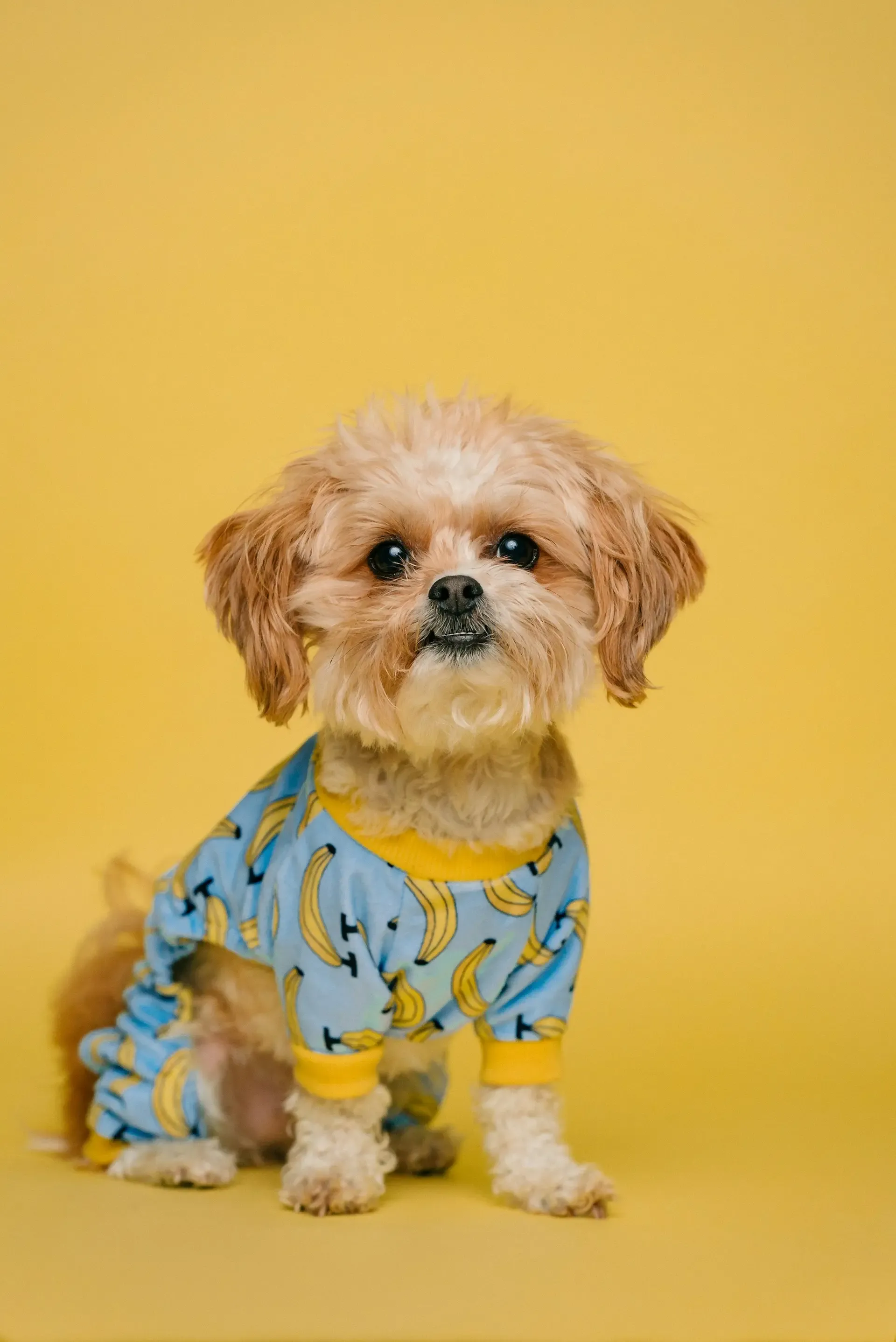 愛犬が体をかゆがる原因は?考えられる皮膚トラブル