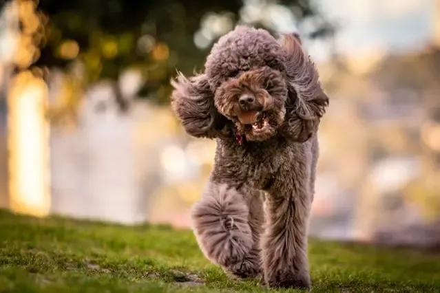 愛犬のが急に風の音に過剰反応するようになった時の対応策