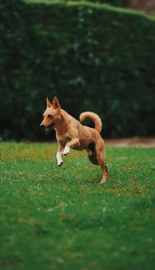 犬が6月に急に寝てばかりになるときに疑う自律神経の乱れ