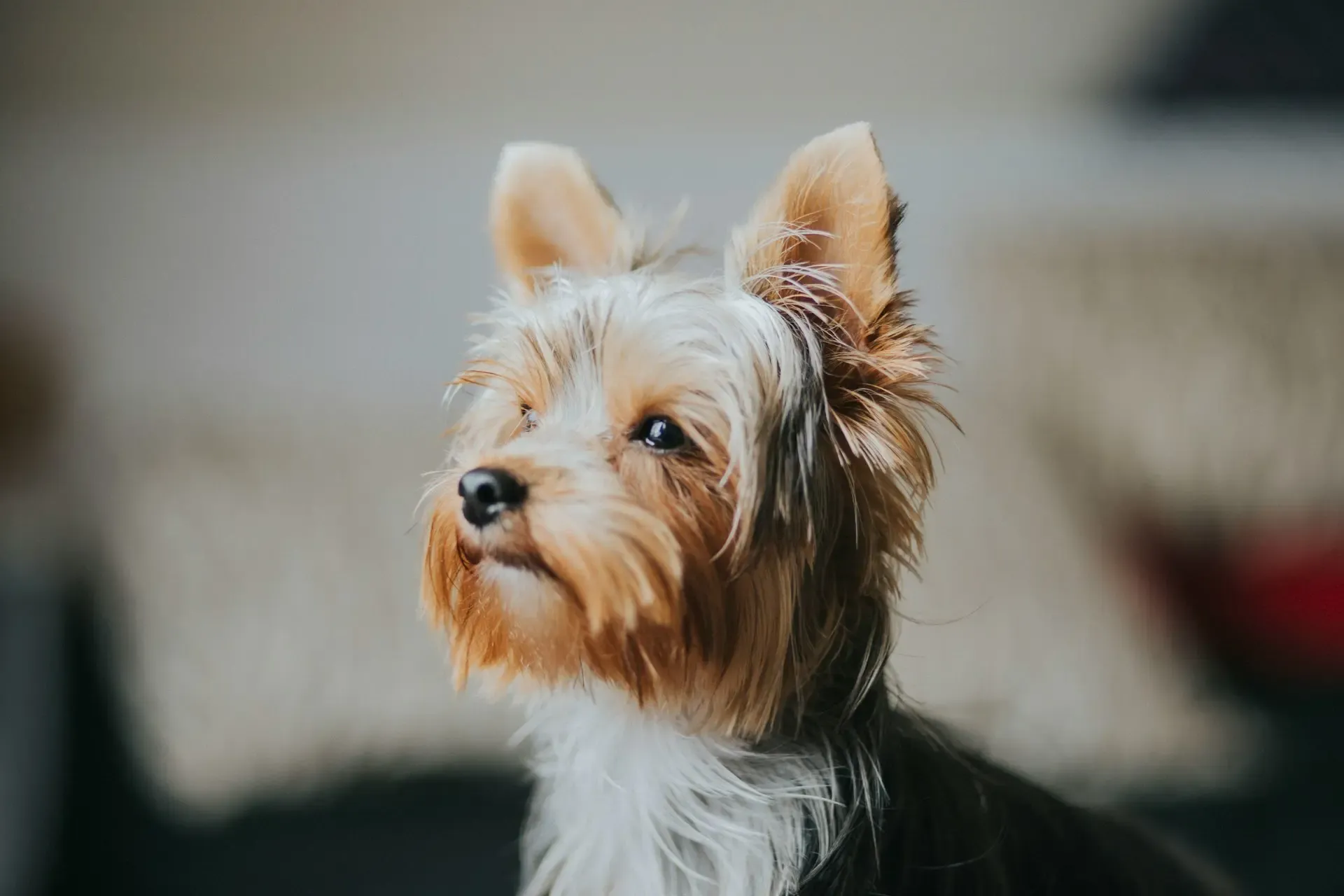 犬の耳毛が伸びすぎたときの正しいカット方法