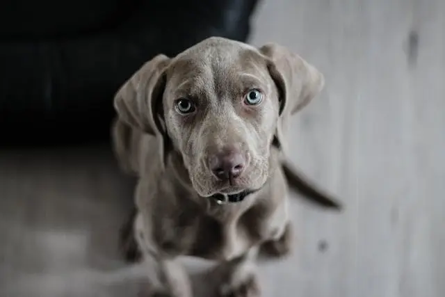 犬の口の中にできものがある:腫瘍・炎症・外傷の見分け方