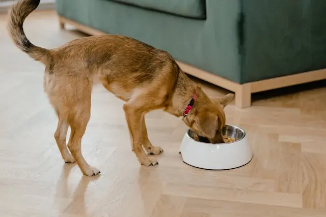 犬が飼い主の帰宅直後に背中を向けるようになった理由を探る