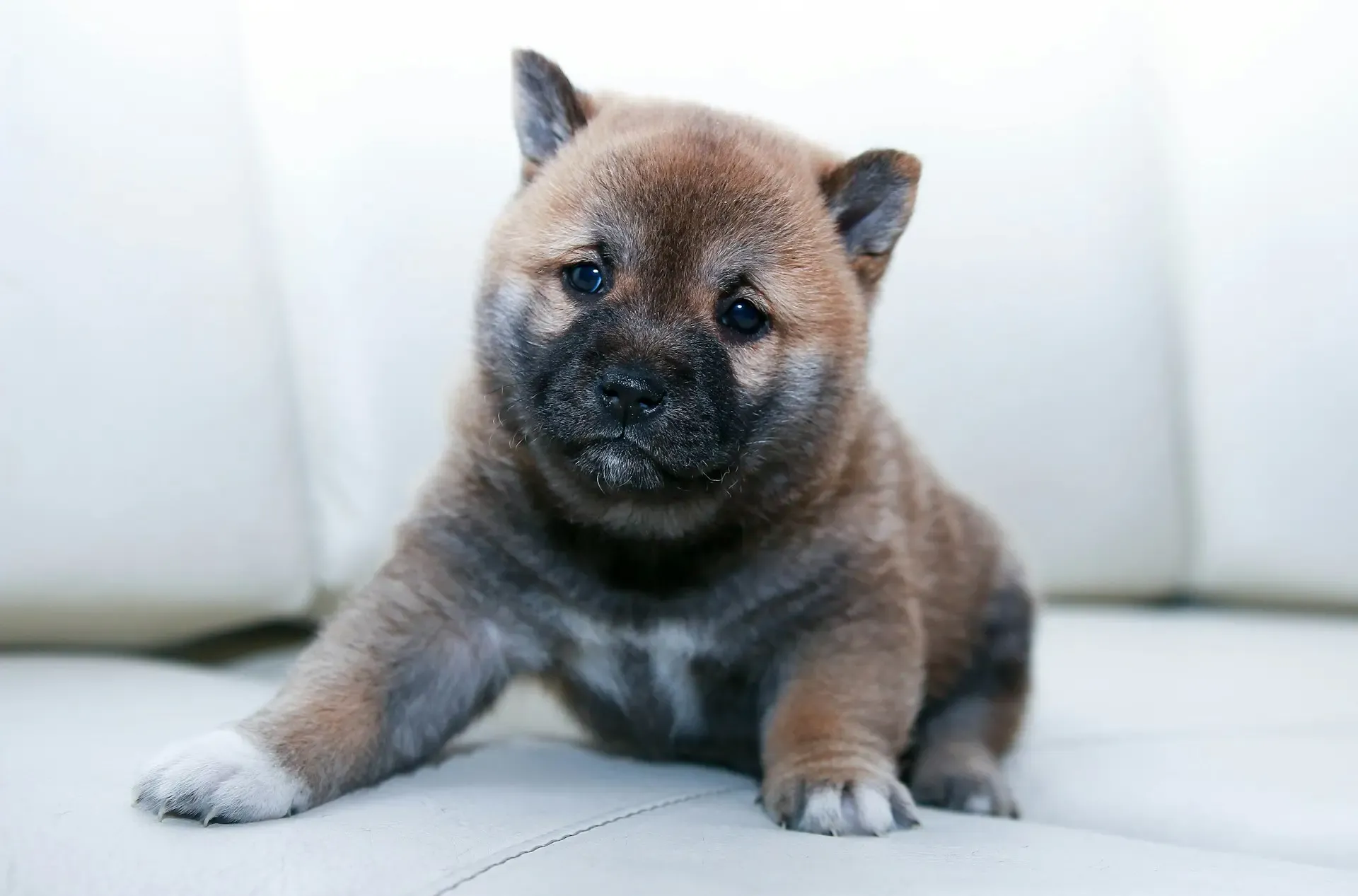 子犬がうんち後にお尻をこする原因は?寄生虫感染の見分け方と予防策