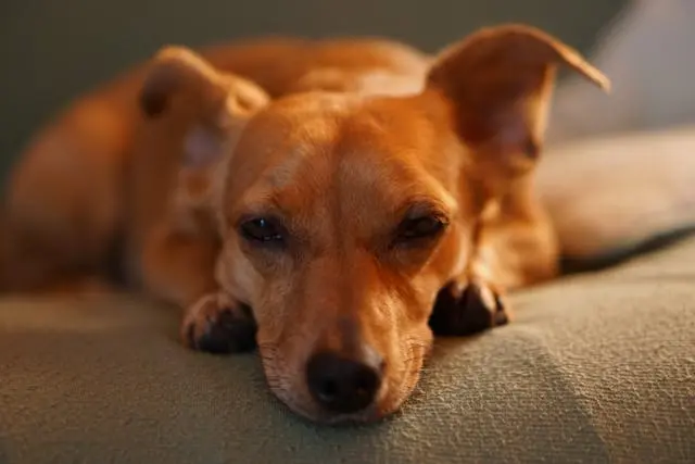 犬が歯茎から出血するようになったときの3つの口腔トラブルとは