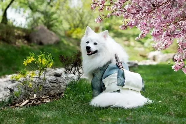 犬の耳が片方だけぴくぴく動く場合の異常判断法
