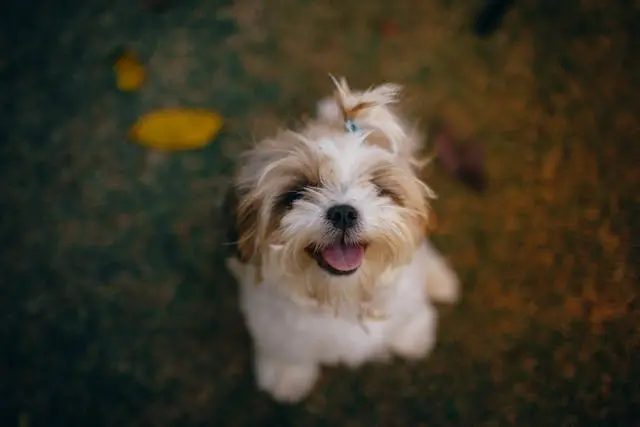 犬が目を開けない・目を細めてつぶるときに見ておきたい原因と受診の目安