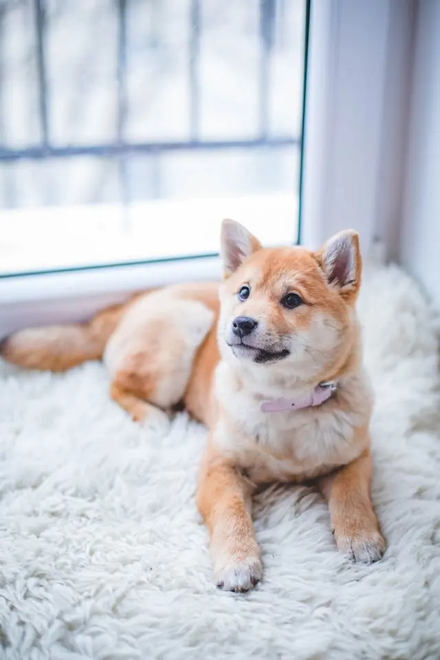 犬が便の途中で止まりたがるようになった時の腸内けいれんの兆候
