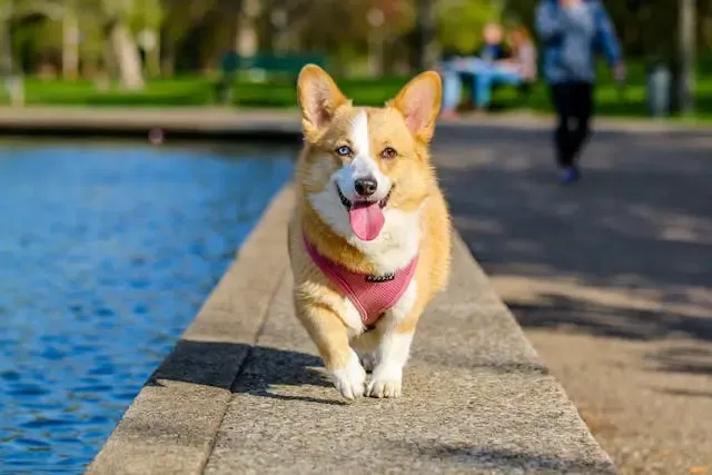 愛犬が急に家具をよけるようになった場合