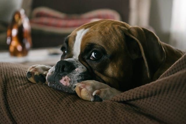 愛犬が日中だけ眠らず落ち着かないときの行動変化の背景