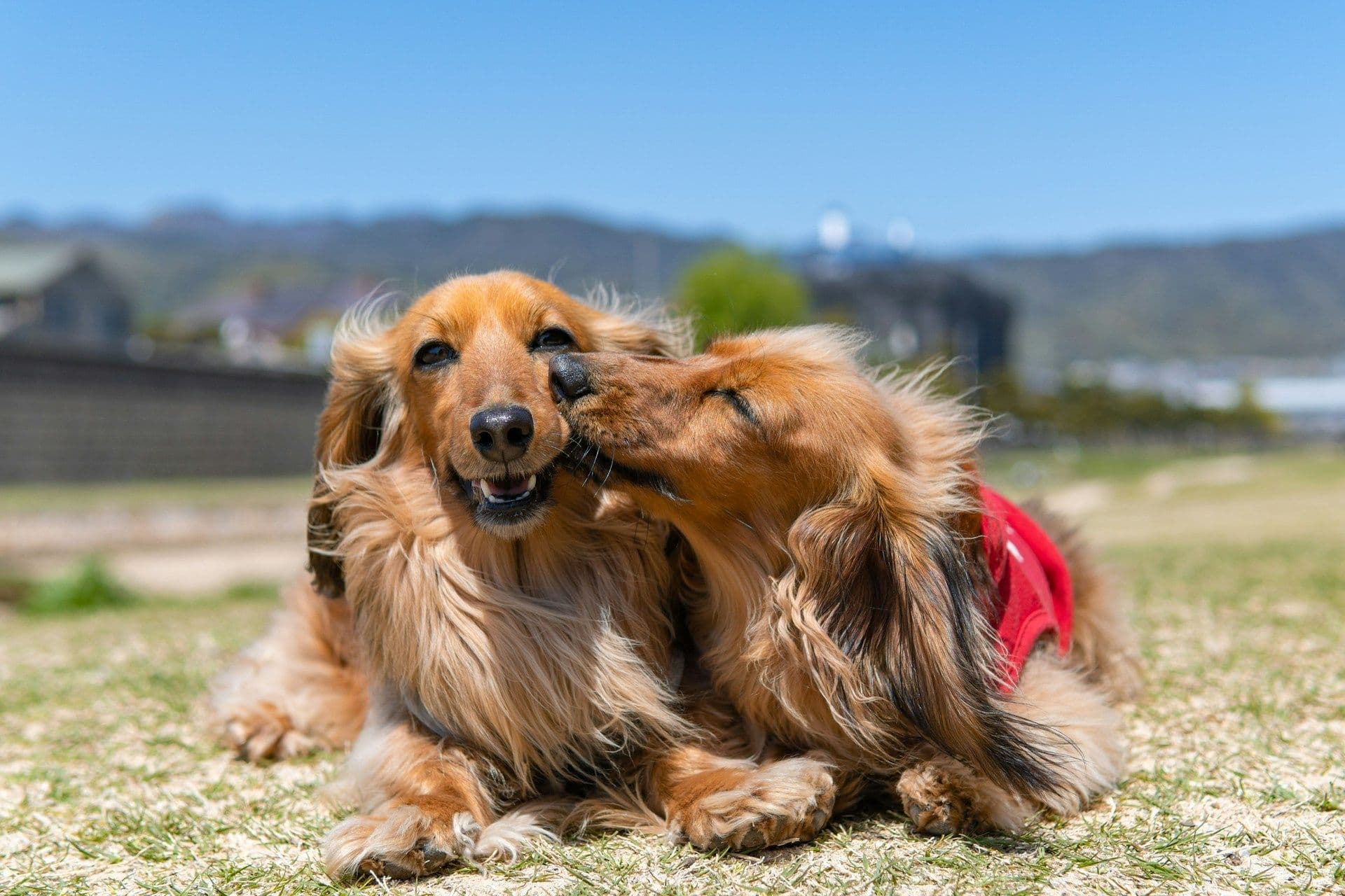 子犬のしつけと行動学|吠え癖・噛み癖を直すトレーニング法