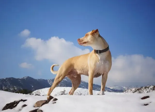 犬が「うなずくように」首を動かすときに疑う病気