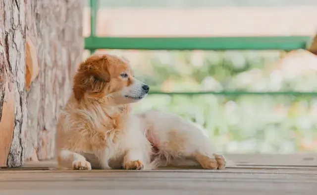 犬が排便のあと急に走り出す行動の背景を読み解く