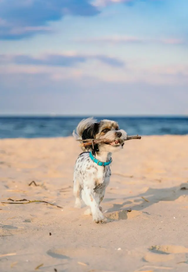 犬が夜中だけ自分の尻尾を追いかけるようになった理由を探る