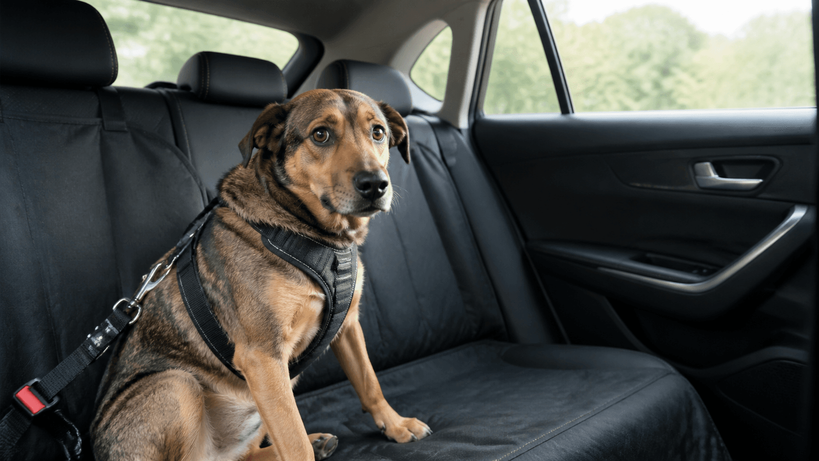 犬が車に乗ると震えるのは何が原因?