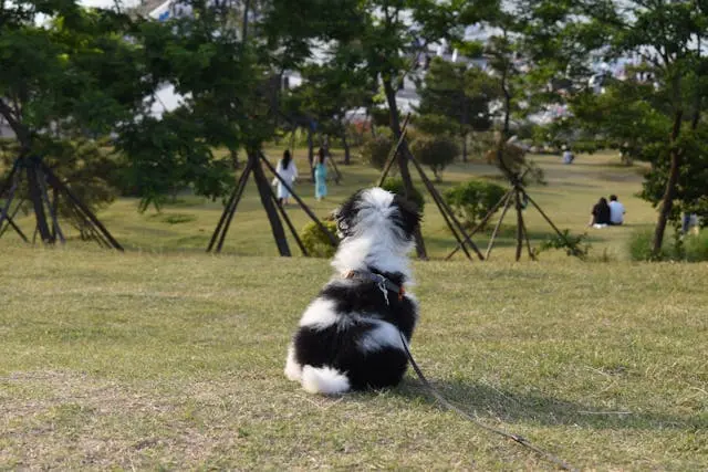 6月に犬のうんちがゆるくなる理由と食事管理の工夫