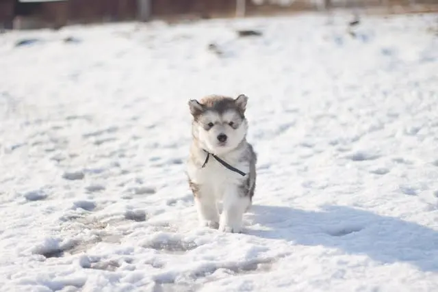 シニア犬が寝起きに首を傾けたままになるときの前庭疾患との関係