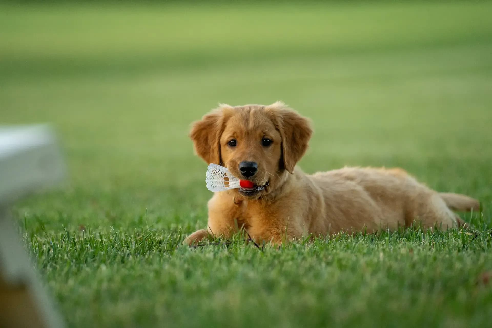 愛犬のストレスサインの行動からわかる心のSOS
