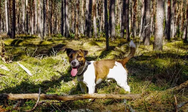 犬が寝ている人を起こしにくる行動の意味