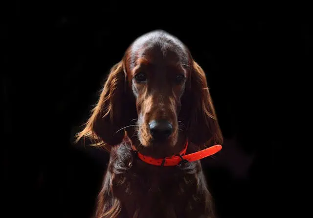 犬が寝たふりをして人の視線を避けるような行動が見られたら