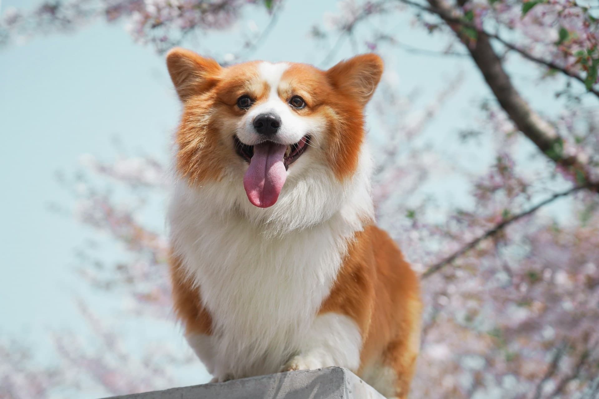 愛犬のお腹が張っている原因と見極め方、対処法