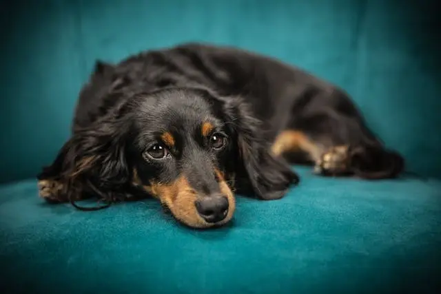 6月の散歩後に犬が足を執拗になめるようになったら見るべき皮膚炎の兆候