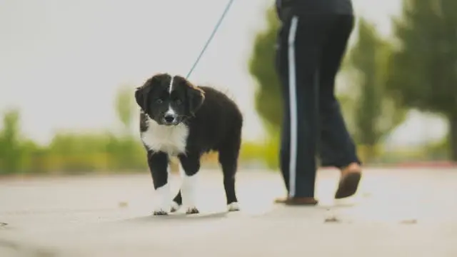 犬が夜中にうろうろする:認知症と生活リズムの整え方