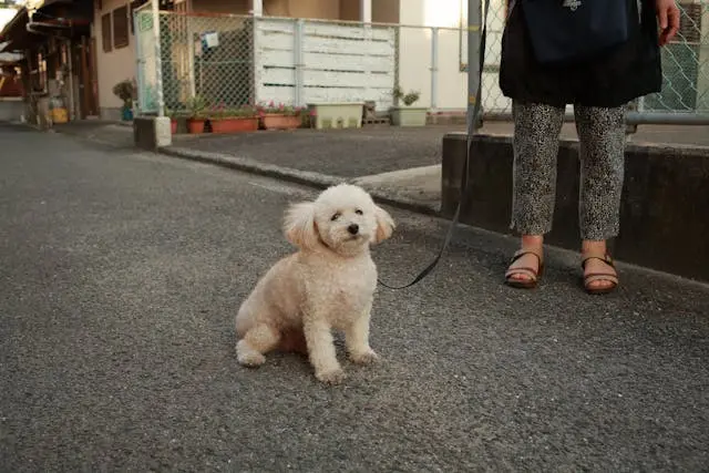 6月は犬の膿皮症が増える時期?チェックポイントと予防法