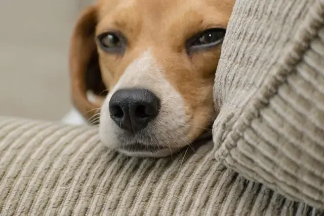 愛犬が自分の体を抱きしめるようなポーズをとる時の背景