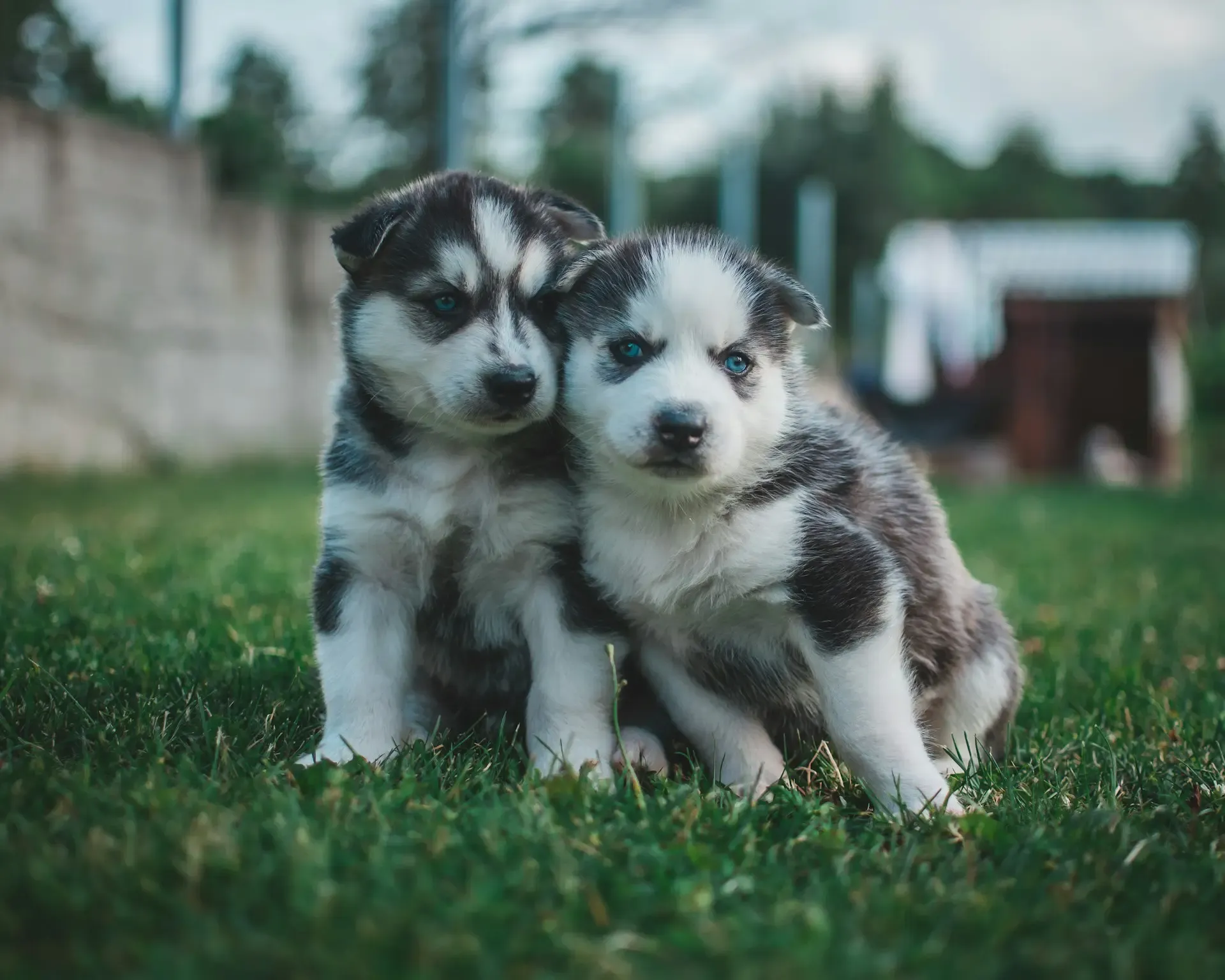 犬のしっぽを触ると怒るのはなぜ?怪我・神経・トラウマの可能性