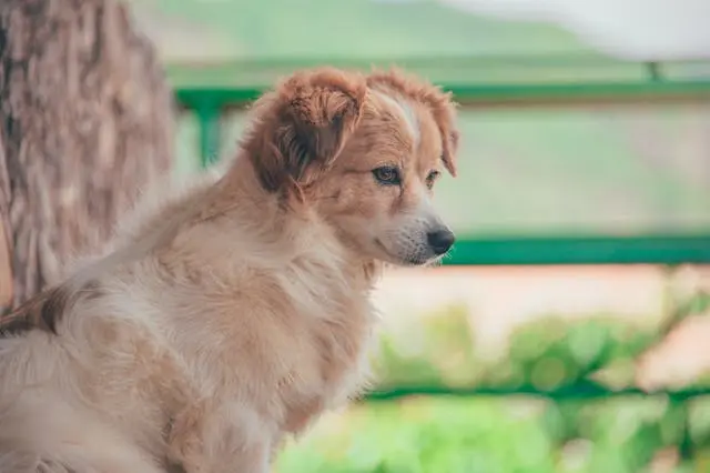 犬がソファの上で吠えるようになったときの空間ルール設定