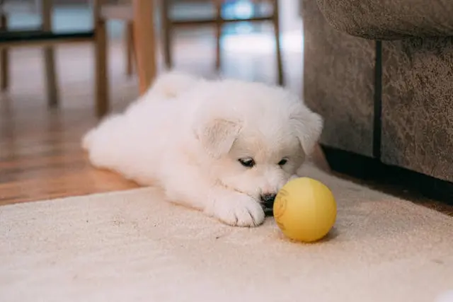 犬が耳ではなく耳の付け根を気にしてかくようになったら?