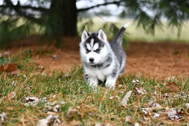 犬が爪を過剰に噛む・舐める:皮膚・痛み・不安の見分け方